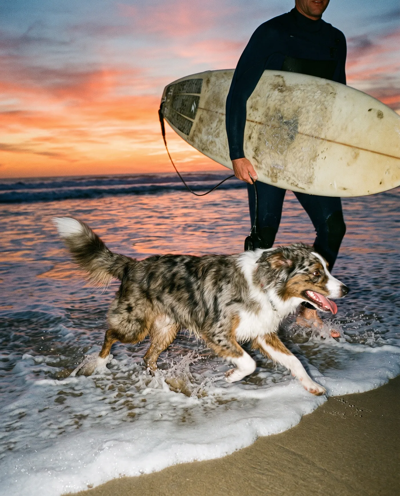 A surfer in a wetsuit carrying a board out of the shallows at sunrise with an Australian shepherd running through the surf