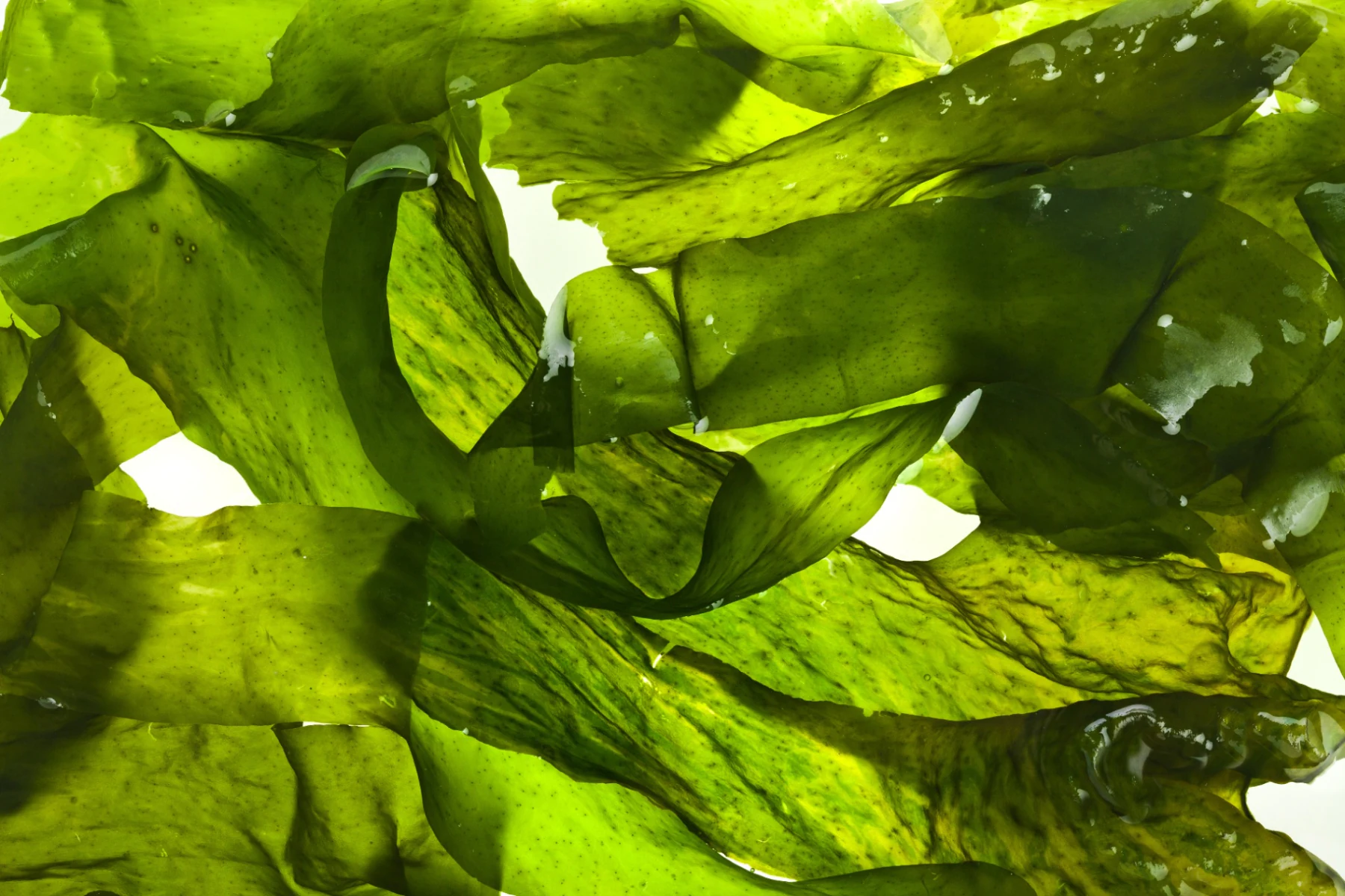 Ascophyllum Seaweed (MAXASCO®)