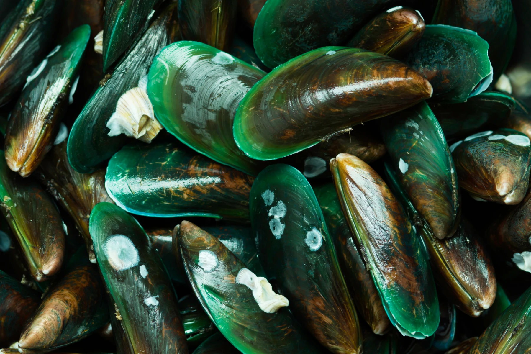 Green-Lipped Mussel