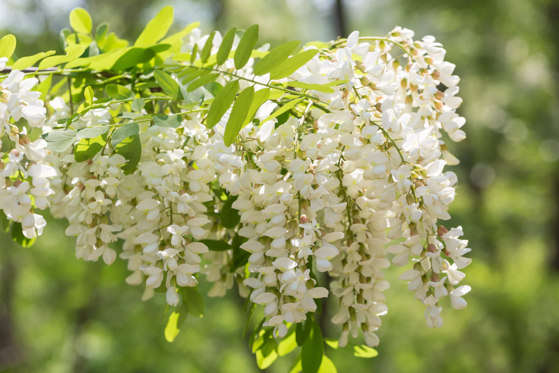 Sophora Japonica