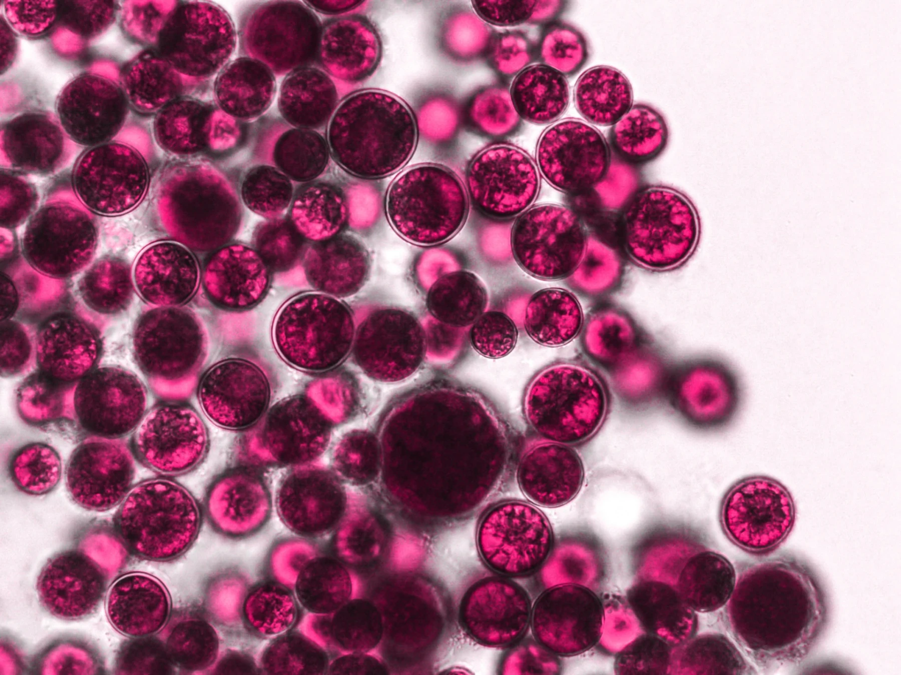 Bacillus velezensis DSM 15544 (Probiotic)