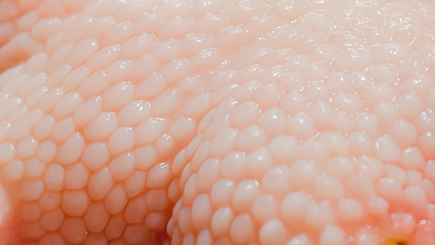 Chicken protein