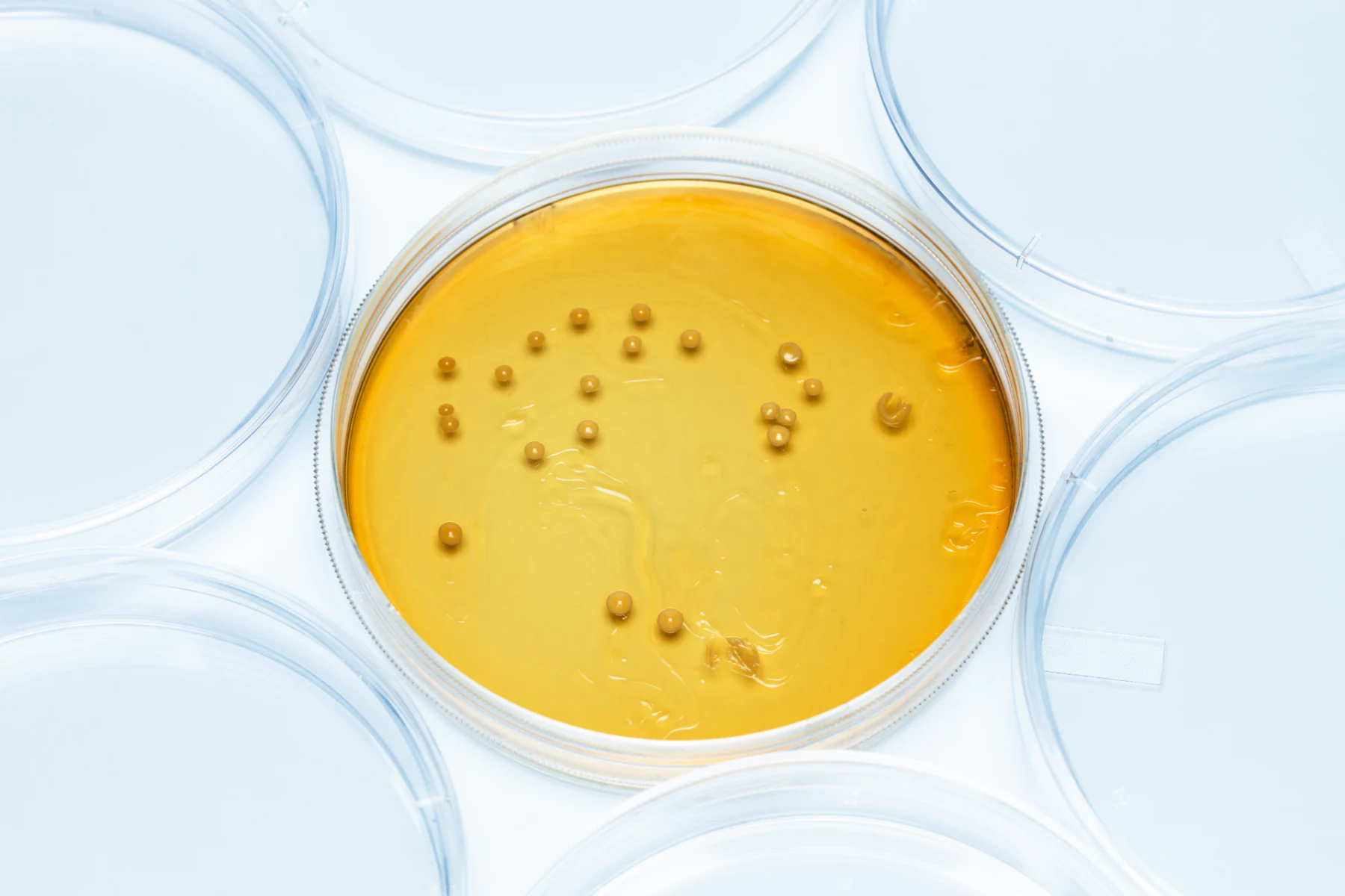 Inactivated Lactobacillus helveticus HA-122 (Postbiotic)